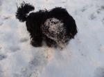 2012-12-28, Joschi liebt Schnee