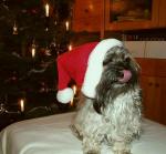 1. Weihnachten zu Hause, 006 1. Weihnachten zu Hause, 006