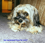 2015-09-15, Rauchen schadet dem Hund nicht! 2015-09-15, Rauchen schadet dem Hund nicht!