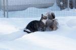 Zwei Herzen im Schnee, 001 Zwei Herzen im Schnee, 001