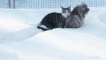 Zwei Herzen im Schnee, 002 Zwei Herzen im Schnee, 002