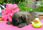 Dima, 2015-07-28, 004 Dima, 2015-07-28, 004