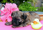 Dima, 2015-07-28, 003 Dima, 2015-07-28, 003