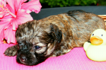 Dima, 2015-07-28, 002 Dima, 2015-07-28, 002