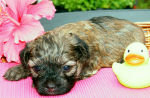 Dima, 2015-07-28, 001 Dima, 2015-07-28, 001