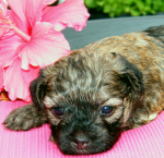 Dima, 2015-07-28, 005 Dima, 2015-07-28, 005
