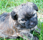 Dima, 2015-08-09-001 Dima, 2015-08-09-001