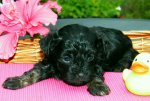 Don, 2015-07-28, 001 Don, 2015-07-28, 001