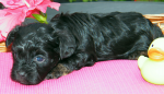 Don, 2015-07-28, 002 Don, 2015-07-28, 002