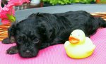 Don, 2015-07-28, 003 Don, 2015-07-28, 003