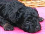 Don, 2015-07-28, 005 Don, 2015-07-28, 005
