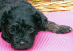 Don, 2015-07-28, 006 Don, 2015-07-28, 006