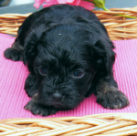 Don, 2015-07-28, 007 Don, 2015-07-28, 007