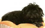 Don-Tobi, 2016-01-07, 01 Don-Tobi, 2016-01-07, 01