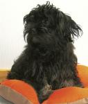 Don-Tobi, 2016-01-07, 02 Don-Tobi, 2016-01-07, 02