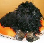 Don-Tobi, 2016-01-07, 04 Don-Tobi, 2016-01-07, 04