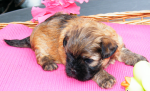 Dimka, 2015-07-28, 002 Dimka, 2015-07-28, 002