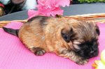 Dimka, 2015-07-28, 003 Dimka, 2015-07-28, 003