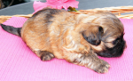 Dimka, 2015-07-28, 004 Dimka, 2015-07-28, 004