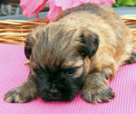Dimka, 2015-07-28, 005 Dimka, 2015-07-28, 005