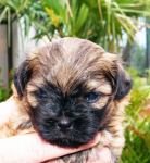 Dimka, 2015-07-28, 007 Dimka, 2015-07-28, 007