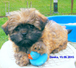Dimka, 2015-09-15, Meine Gummiente! Dimka, 2015-09-15, Meine Gummiente!
