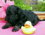 Dascha, 2015-07-28, 001 Dascha, 2015-07-28, 001