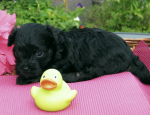 Dascha, 2015-07-28, 002 Dascha, 2015-07-28, 002
