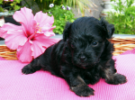 Dascha, 2015-07-28, 003 Dascha, 2015-07-28, 003