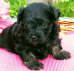 Dascha, 2015-07-28, 005 Dascha, 2015-07-28, 005