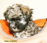 Fedor, 2017-03-11, 04 Fedor, 2017-03-11, 04