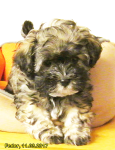 Fedor, 2017-03-11, 05 Fedor, 2017-03-11, 05