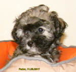 Fedor, 2017-03-11, 06 Fedor, 2017-03-11, 06