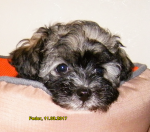 Fedor, 2017-03-11, 07 Fedor, 2017-03-11, 07