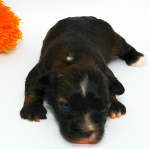 IRINA, 2019-10-09, 007 IRINA, 2019-10-09, 007
