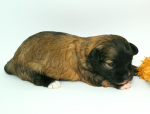 ISKRA, 2019-10-09, 001 ISKRA, 2019-10-09, 001