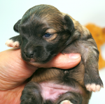 ISKRA, 2019-10-09, 005 ISKRA, 2019-10-09, 005