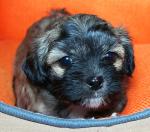 ISKRA, 2019-10-30, 04 ISKRA, 2019-10-30, 04