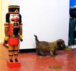 Elija, 2015-12-24, 06 Elija, 2015-12-24, 06