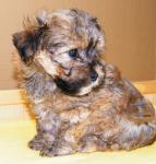Elija, 2016-01-08, 01 Elija, 2016-01-08, 01