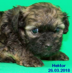 Hektor 2018-03-26, 0